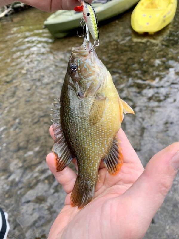 Green sunfish in City of Newburgh