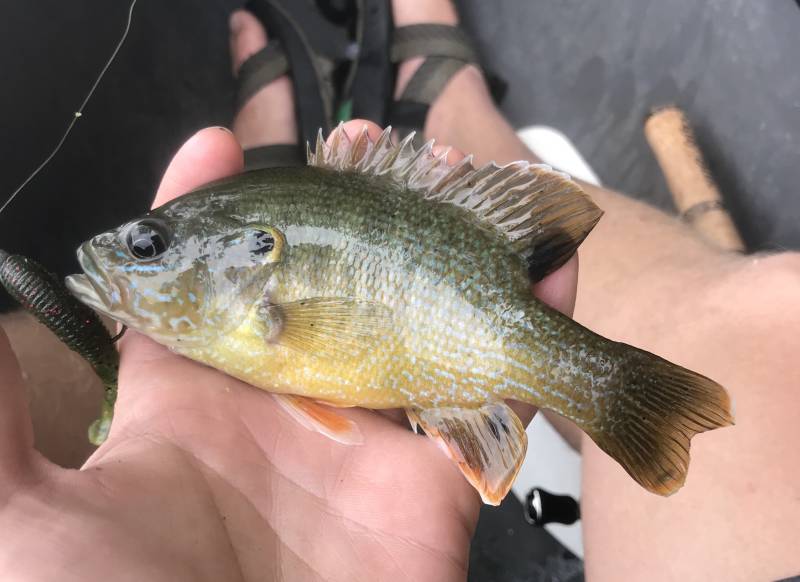 Green sunfish in Fredericksburg