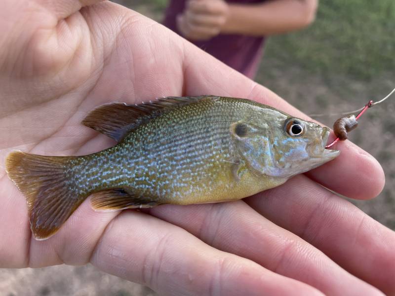 Green sunfish in Putnam