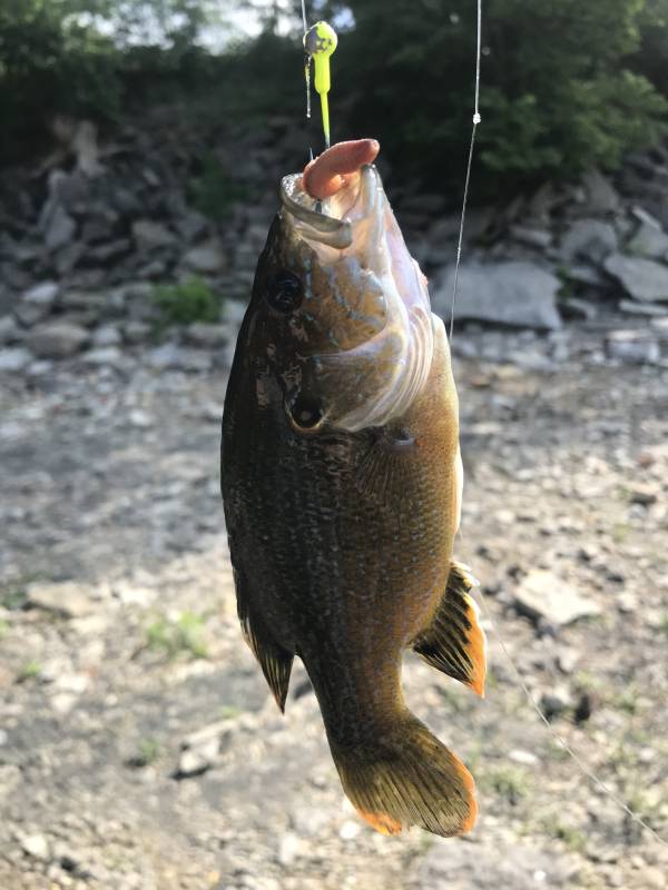 Green sunfish in Pottawatomie County