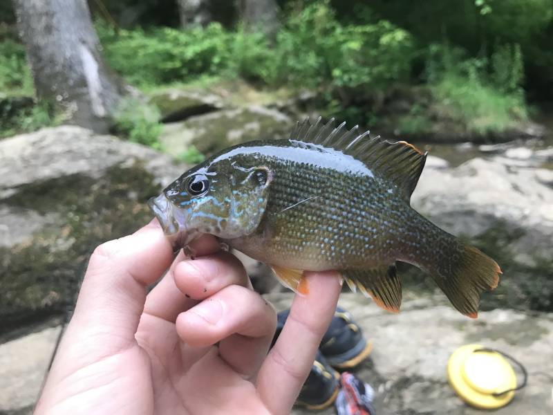 Green sunfish in Burlington