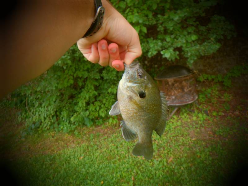 Green sunfish in Franklin