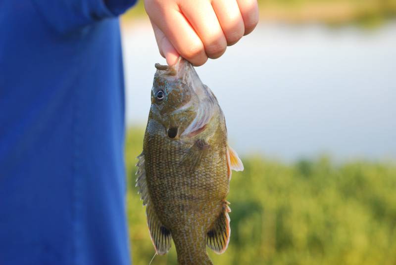 Green sunfish in Saint Joseph