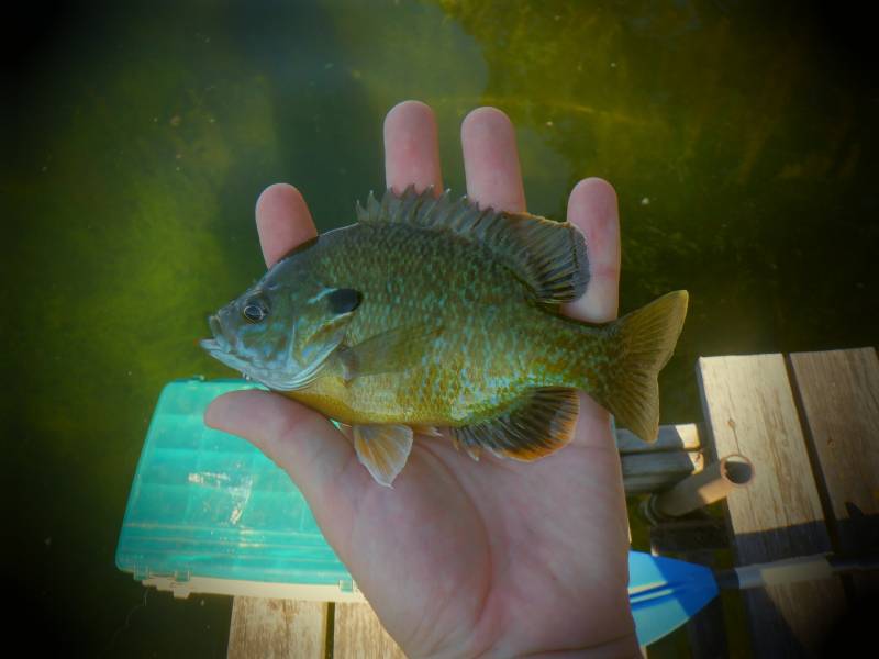 Green sunfish in Franklin