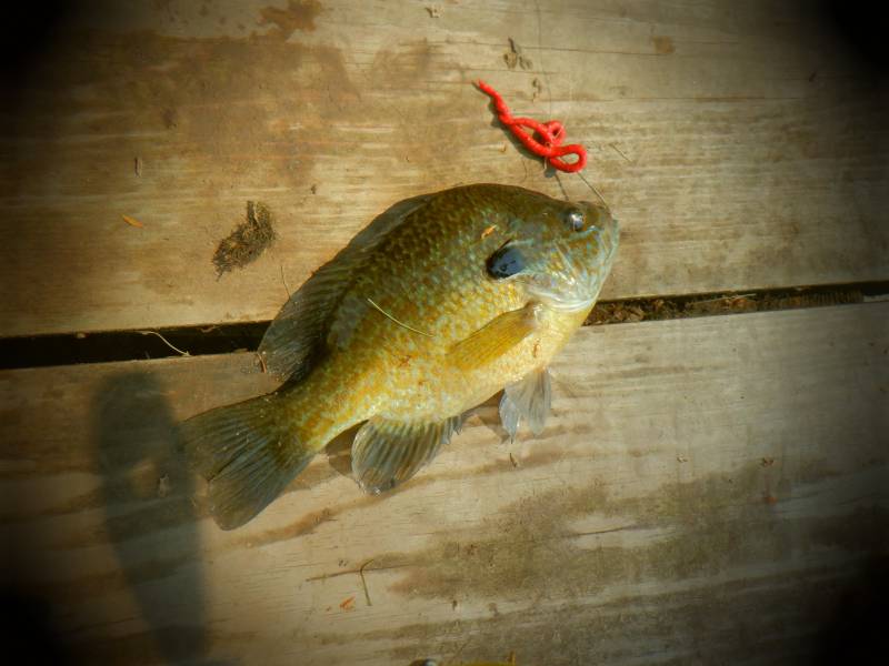 Green sunfish in Greenfield