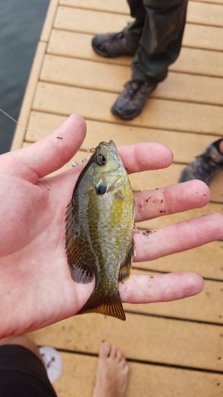 Green sunfish in Greenfield