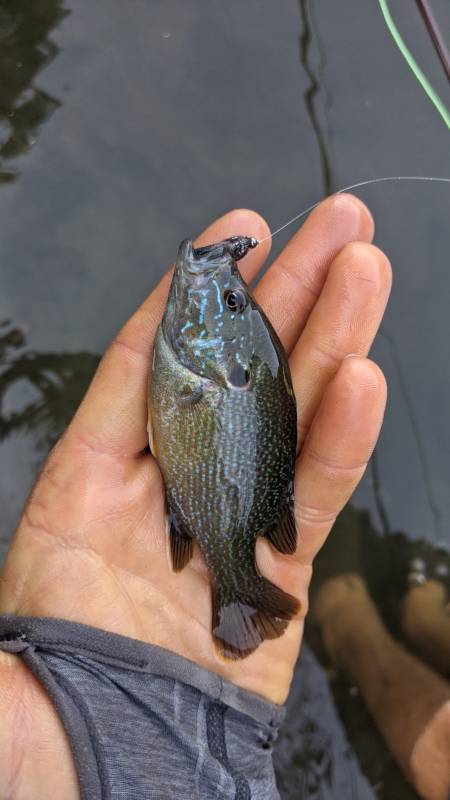 Green sunfish in Dinuba