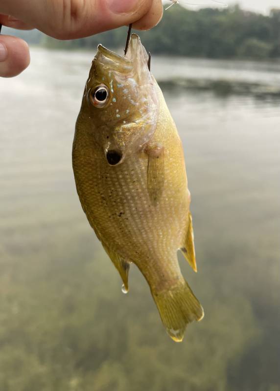 Green sunfish in Ramsey
