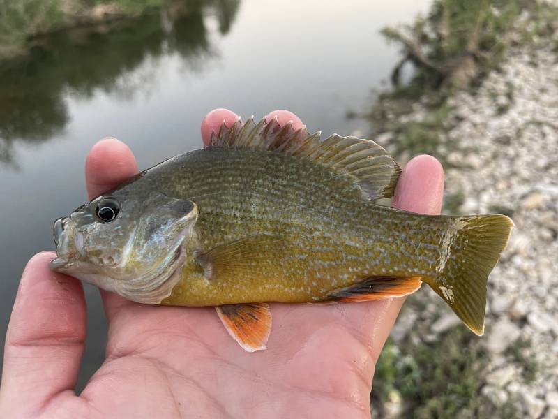 Green sunfish in Grey Forest