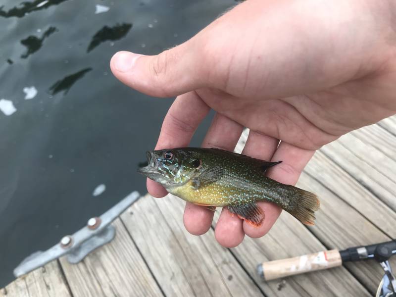 Green sunfish in Elk Rapids