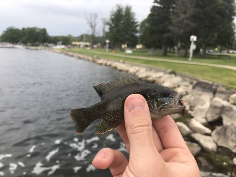 Green sunfish in Elk Rapids