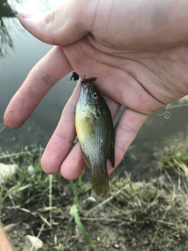 Green sunfish in Pinconning