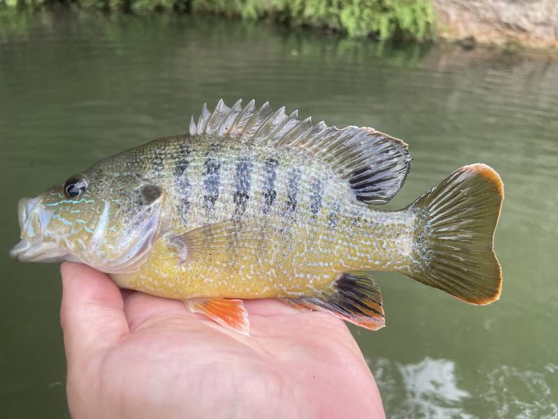 Green sunfish in Fredericksburg