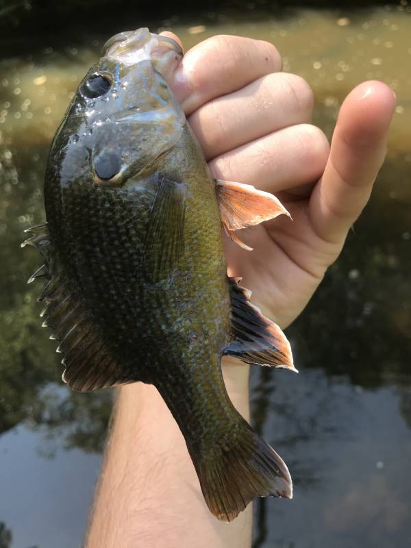Green sunfish in Butner