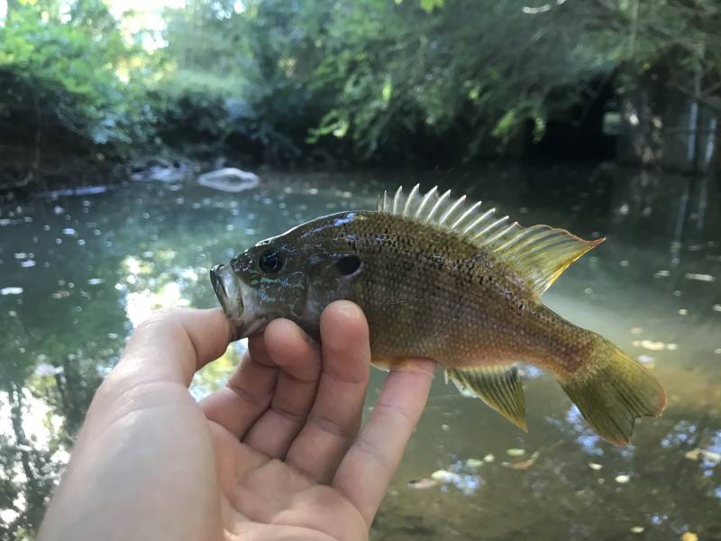 Green sunfish in Burlington