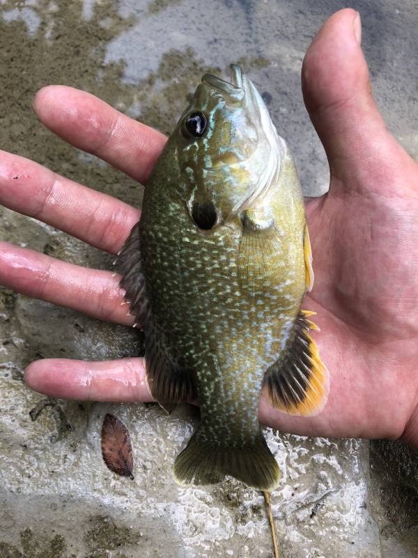 Green sunfish in Frisco