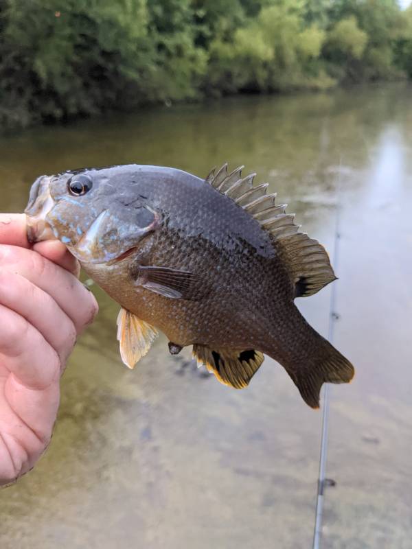 Green sunfish in Newport