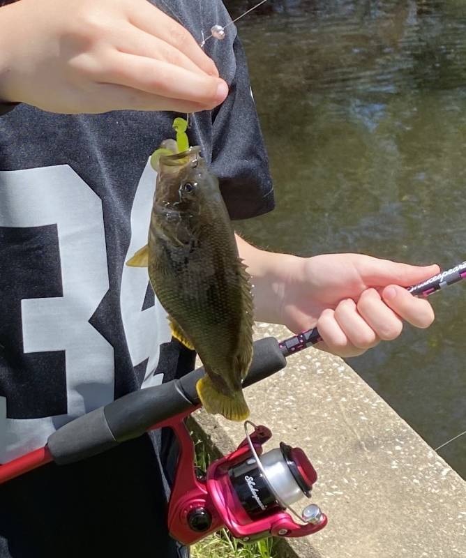 Green sunfish in Kansas City