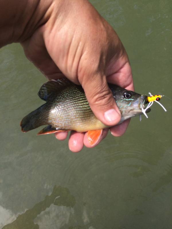 Green sunfish in Hollywood Park