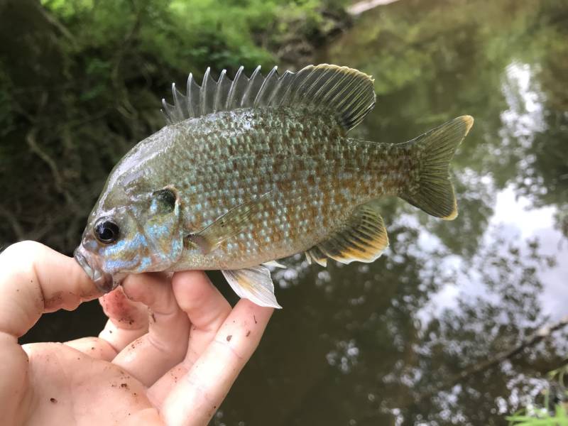 Green sunfish in Apex