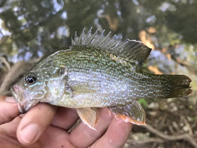 Green sunfish in Grey Forest