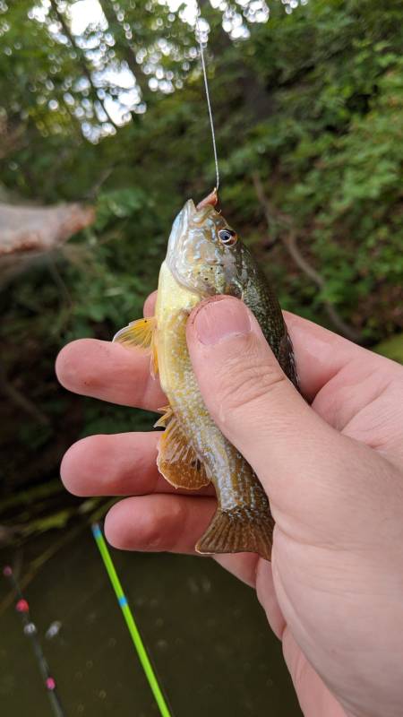 Green sunfish in Virginia