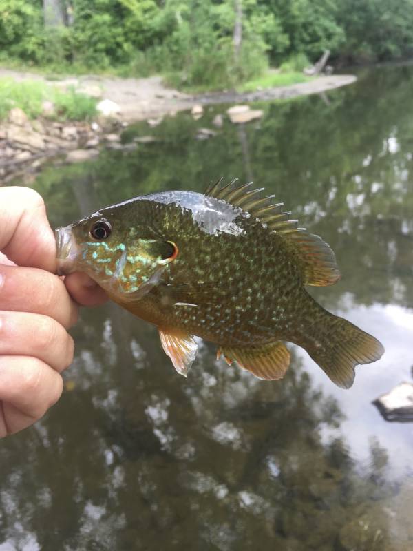 Green sunfish in Lake Saint Croix Beach