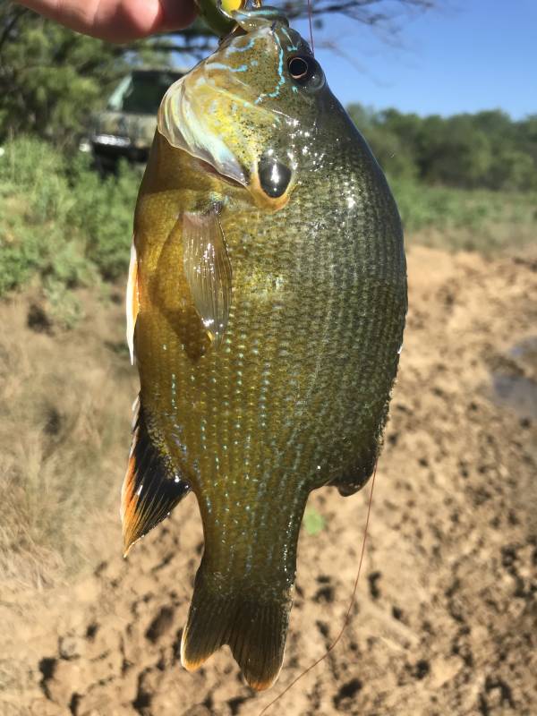 Green sunfish in Breckenridge