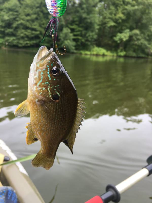 Green sunfish in Struthers