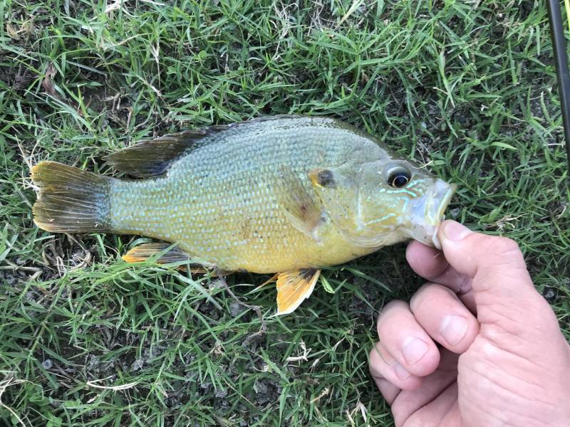 Green sunfish in Hollywood Park
