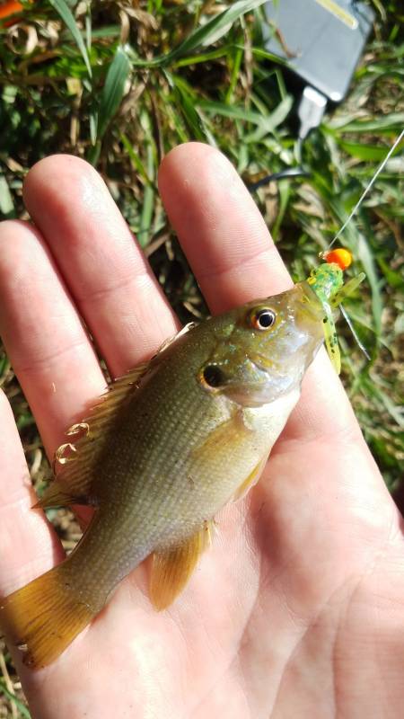 Green sunfish in Lake Okauchee