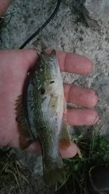 Green sunfish in Oconomowoc