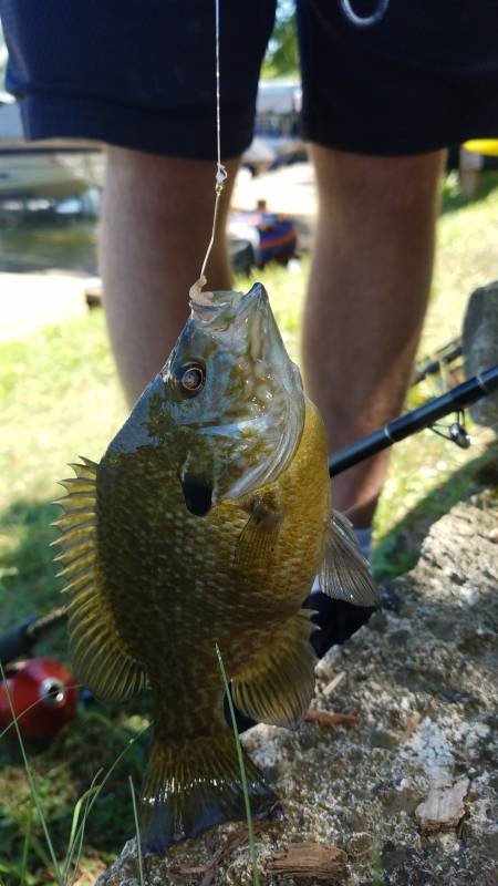 Green sunfish in New Berlin
