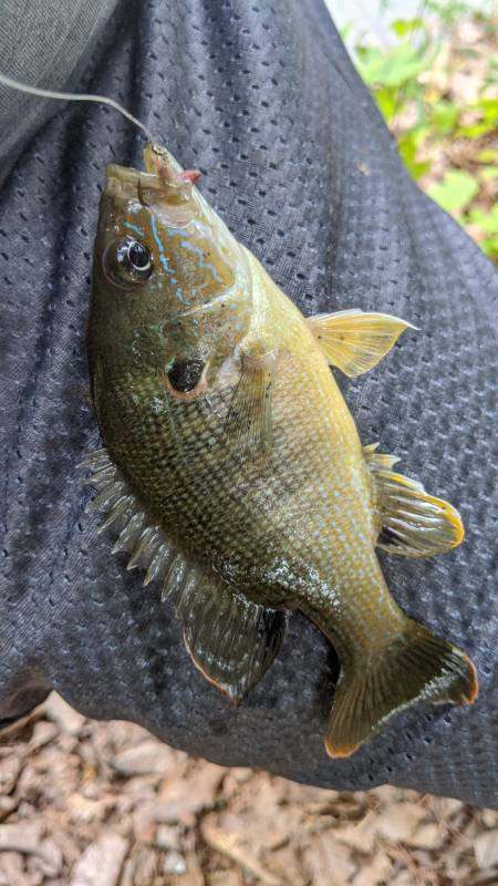 Green sunfish in Virginia