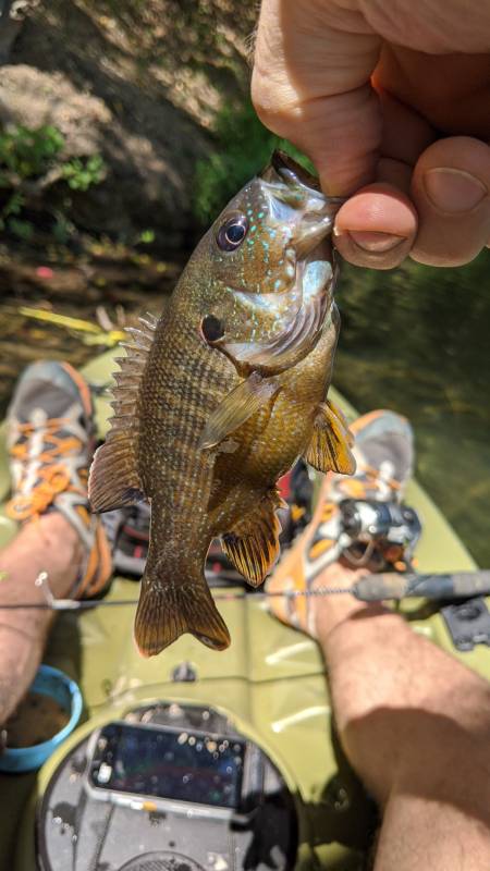 Green sunfish in Virginia