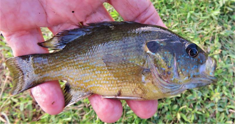 Green sunfish in Hawk Cove