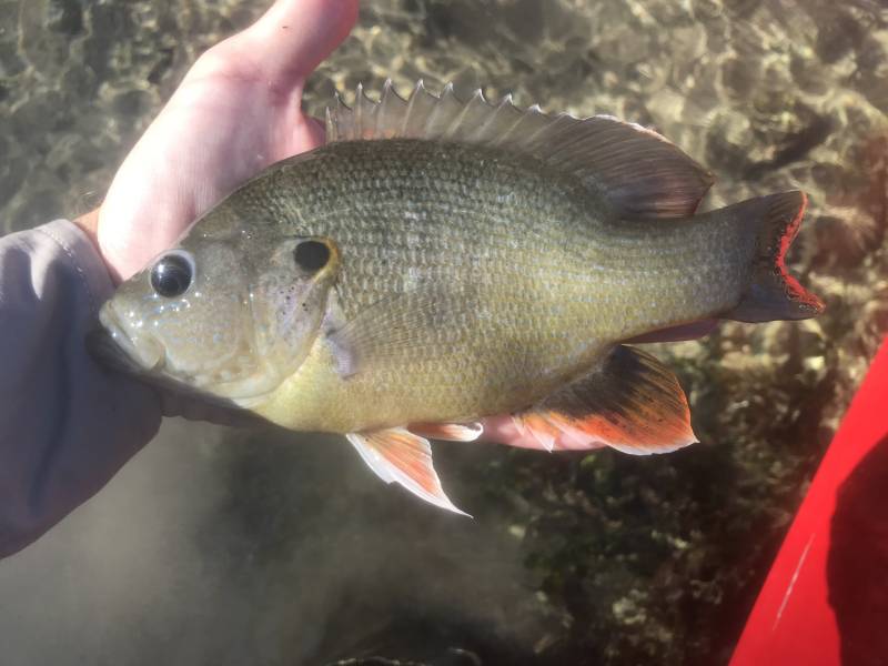 Green sunfish in Fredericksburg
