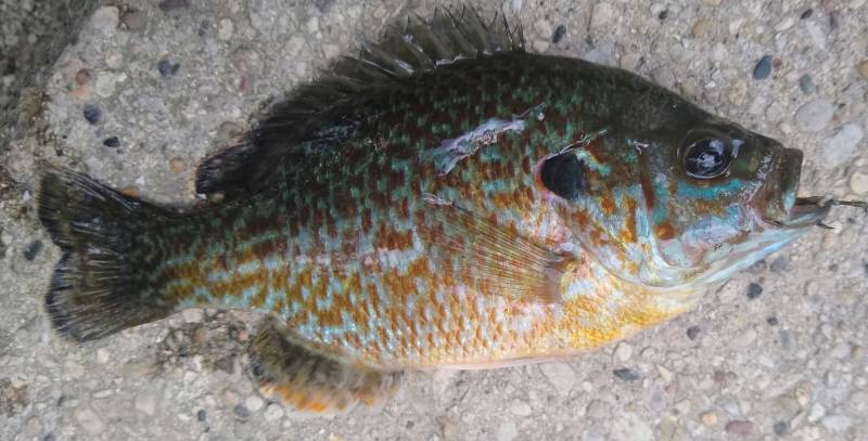 Pumpkinseed sunfish in Hoffman Estates