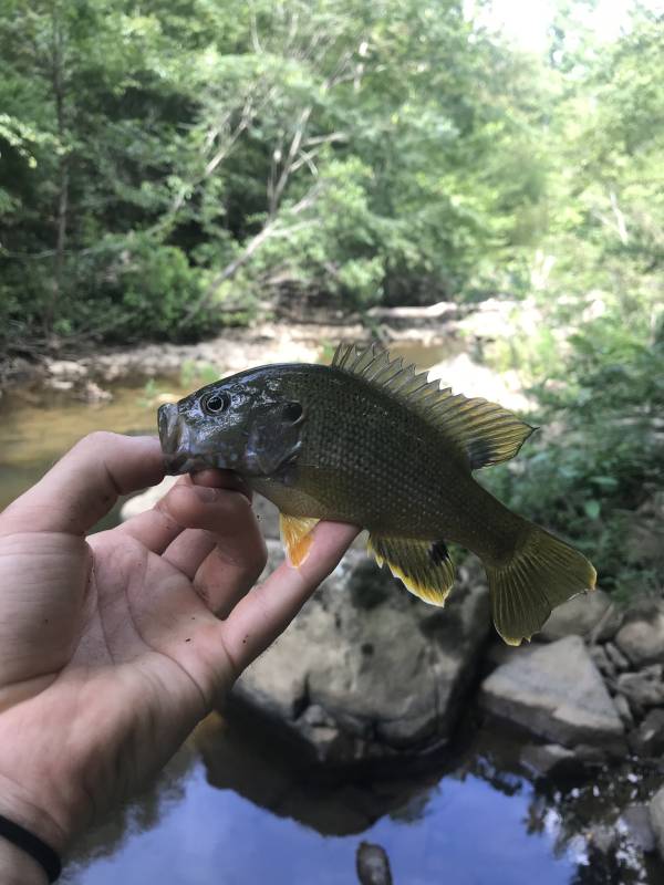 Green sunfish in North Carolina