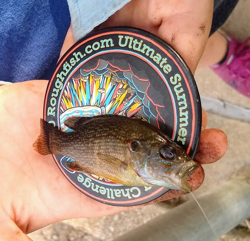 Green sunfish in Kankakee River