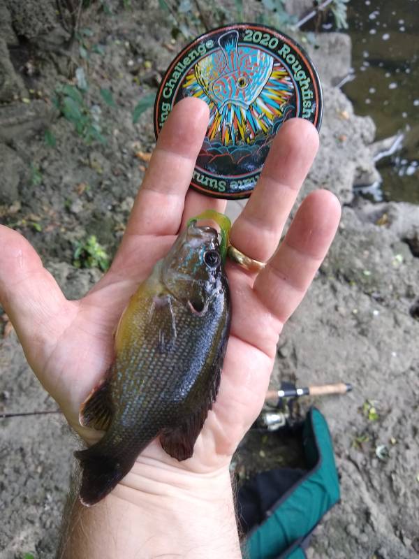 Green sunfish in Berwyn