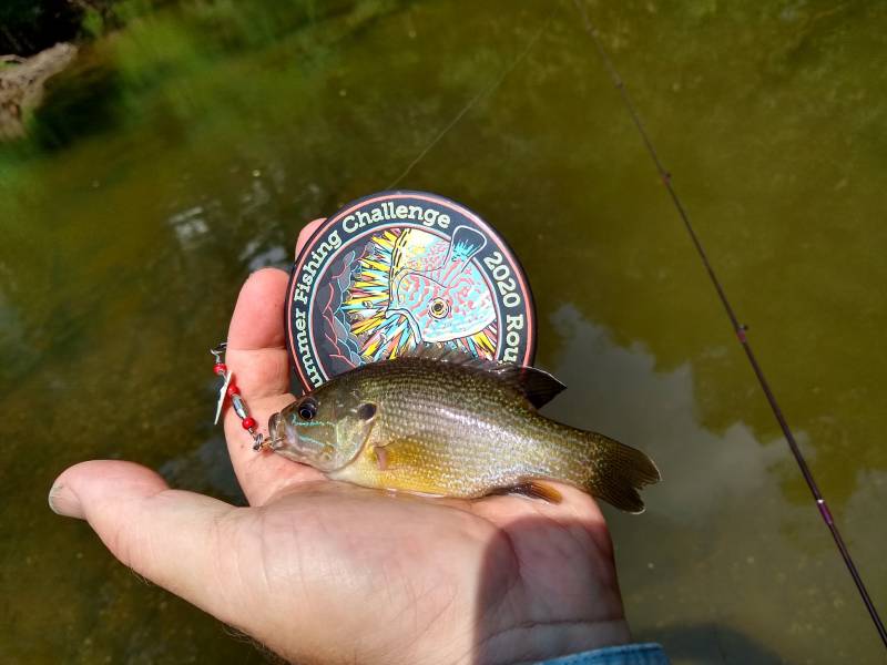 Green sunfish in Berwyn