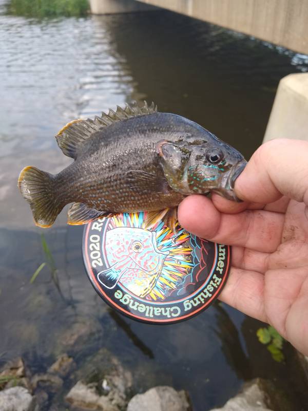 Green sunfish in Joliet