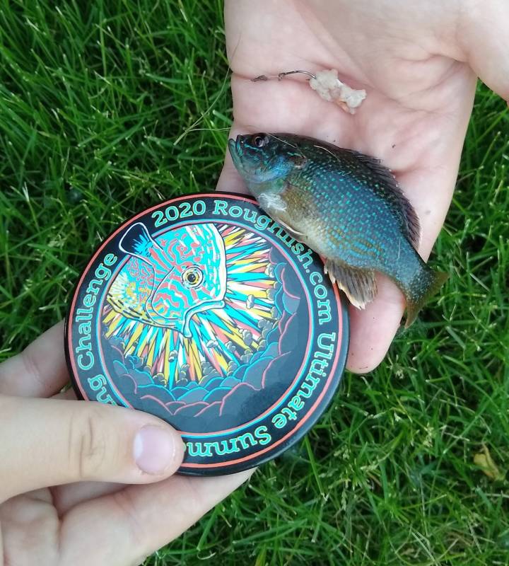 Green sunfish in Berwyn