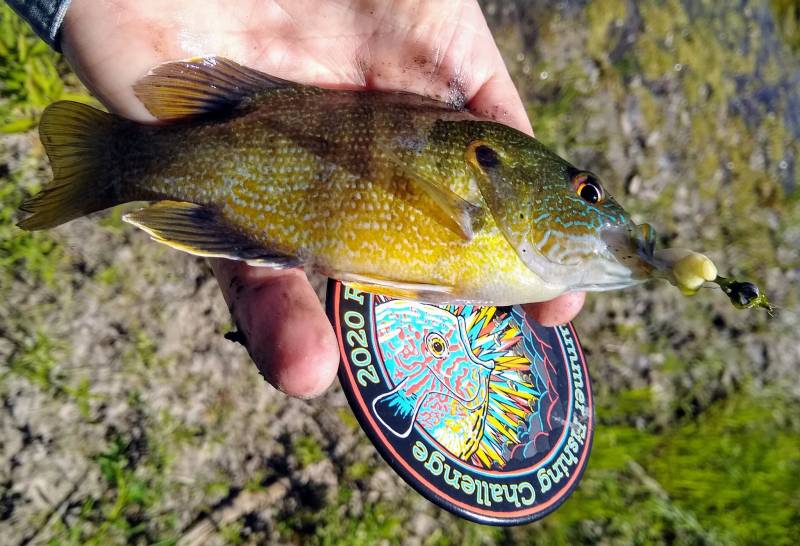 Green sunfish in Fox Lake