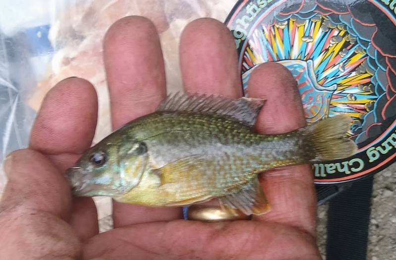 Green sunfish in Berwyn