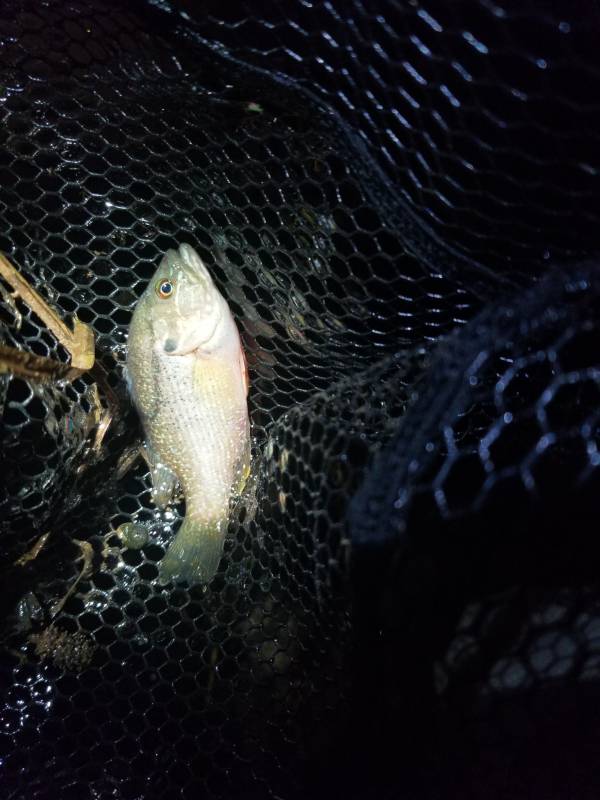 Green sunfish in Harrisonburg