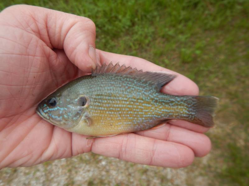 Green sunfish in Brookshire