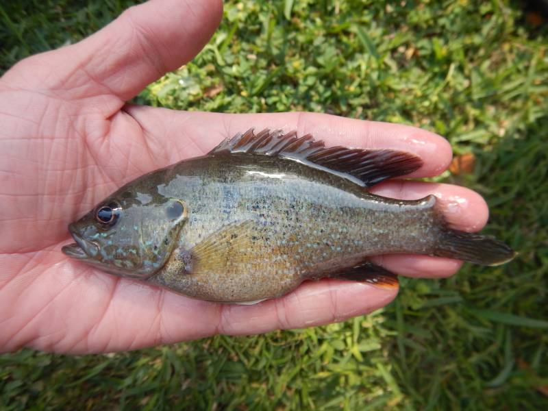Green sunfish in Granger