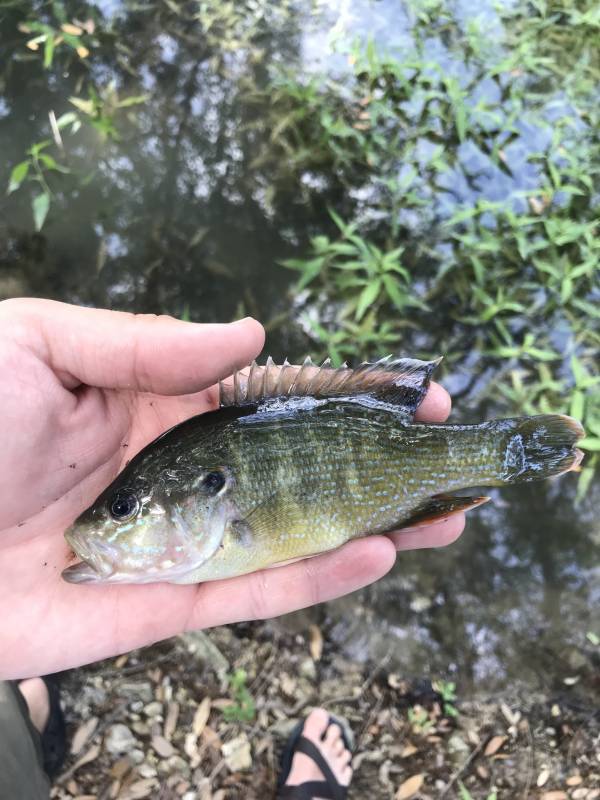 Green sunfish in Bandera County